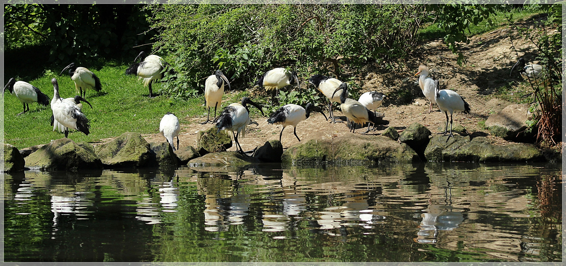 Viel los am Teich 