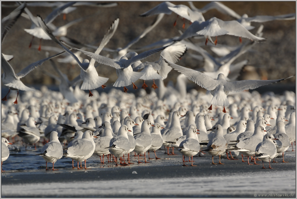 viel los auf dem Eis... Lachmöwen *Larus ridibundus*