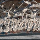 viel los auf dem Eis... Lachmöwen *Larus ridibundus*