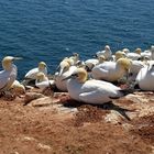 Viel los auf den Felsen