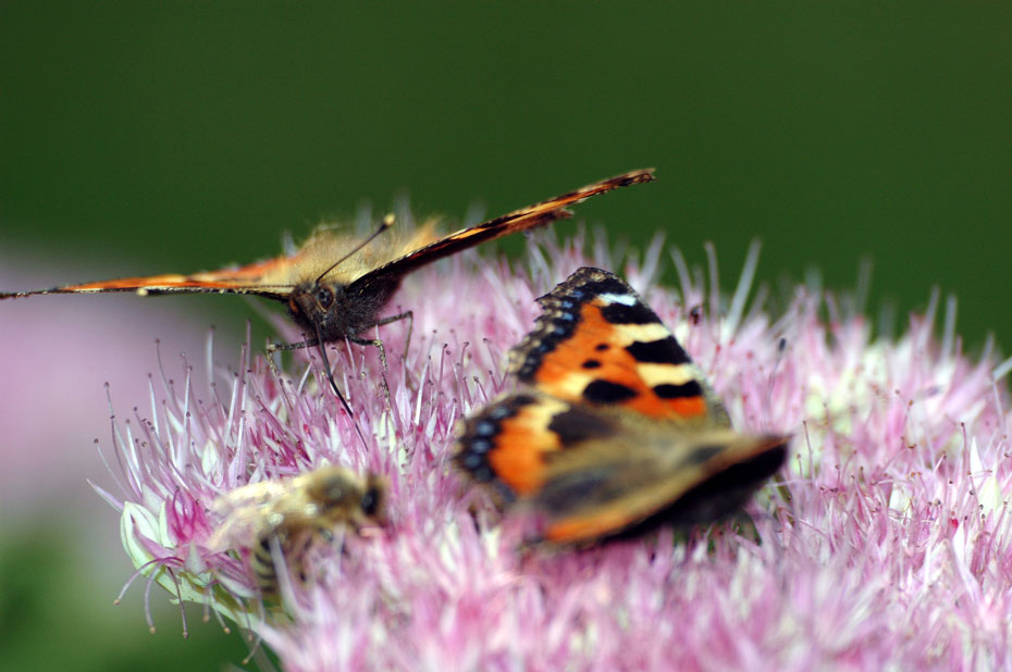 Viel los auf der Blume!