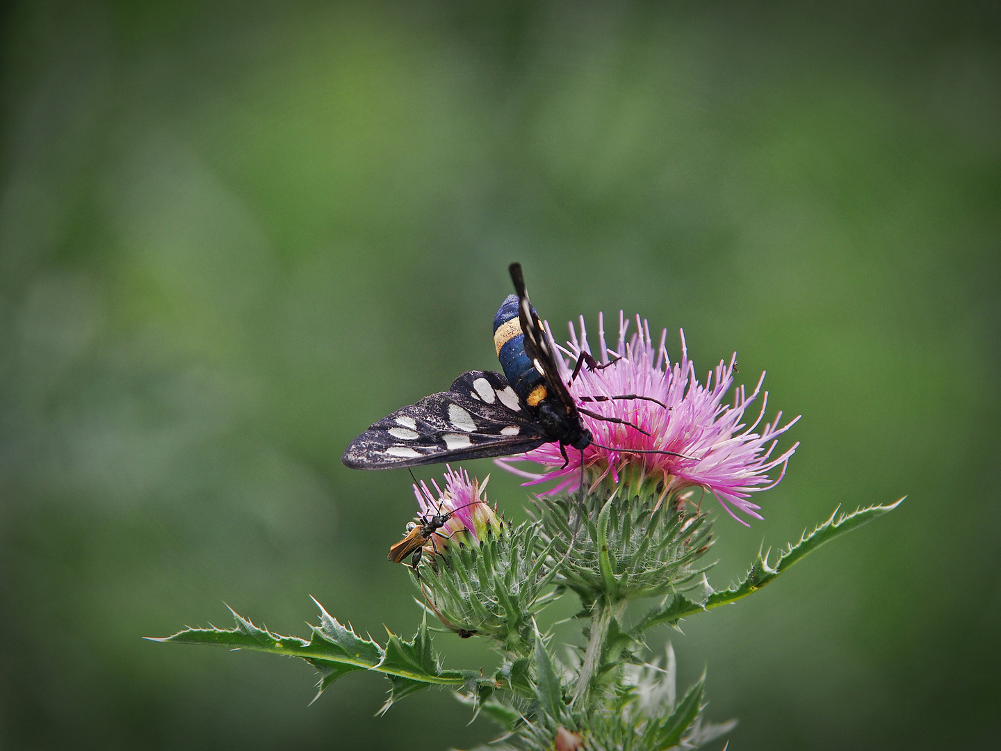 Viel los auf der Distelblüte