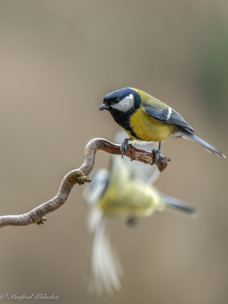 viel los beim Vogelhaus ...