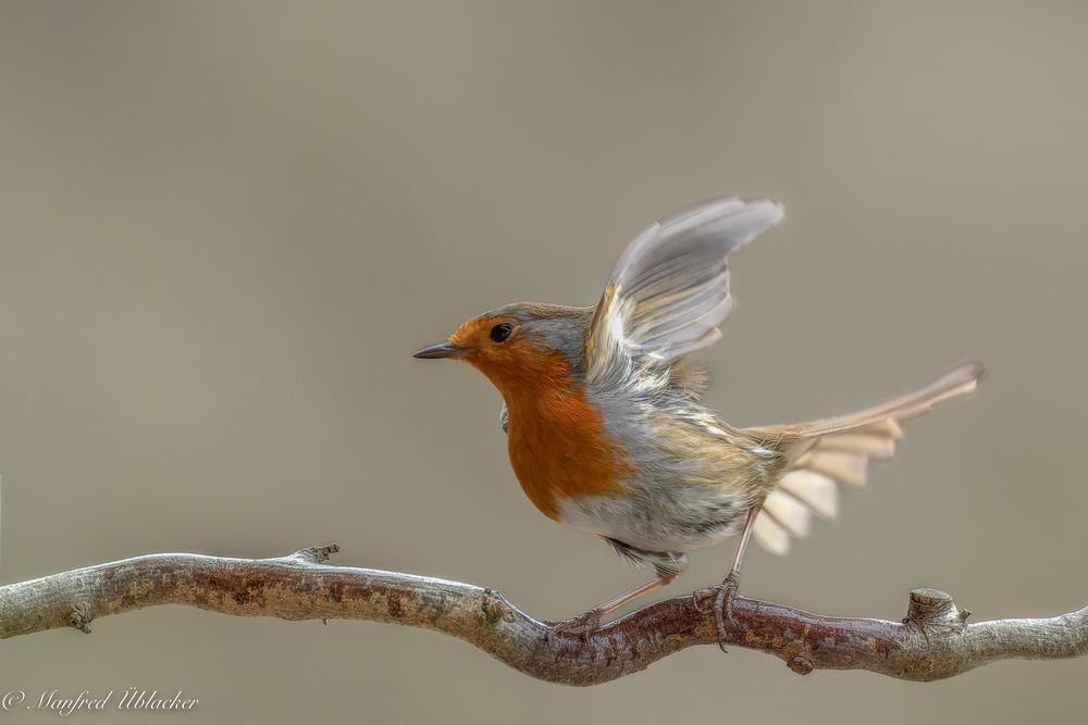 viel los beim Vogelhaus ...