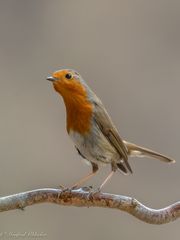 viel los beim Vogelhaus ...