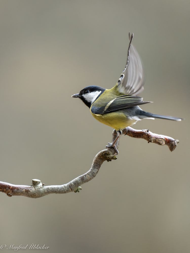 viel los beim Vogelhaus ...