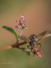 Viel los im Garten ...