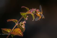 Viel los im Garten ...