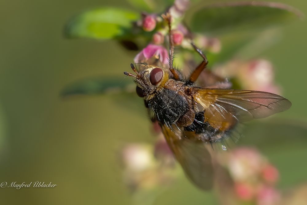 Viel los im Garten ...