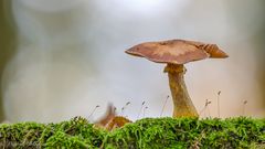 Viel los im Wald ...