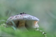 Viel los im Wald ...