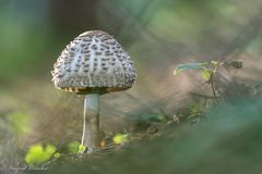 Viel los im Wald ...
