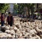 Viel los in den Straßen von St-Rémy