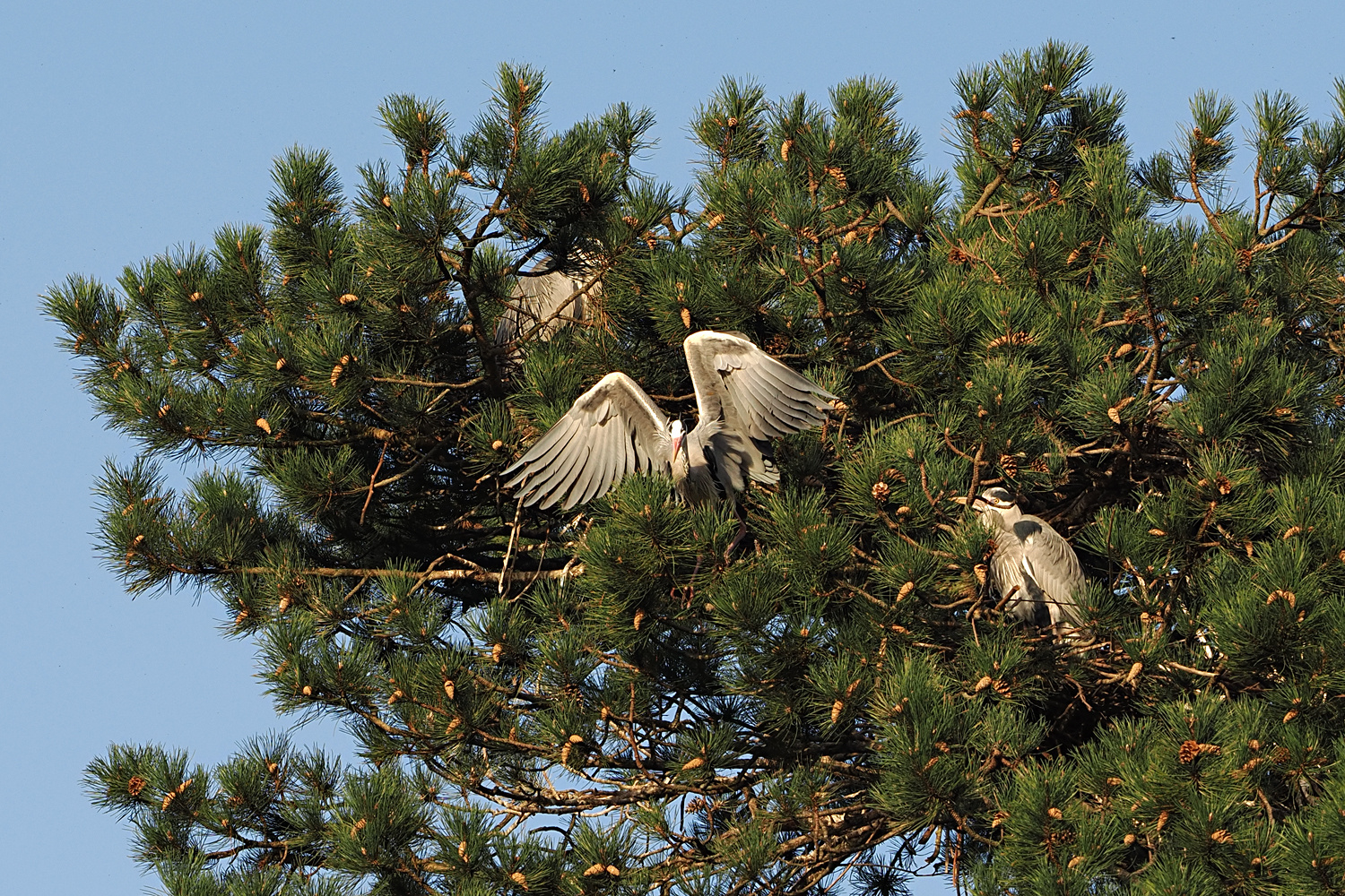 Viel los war heute, auf dem Nest-Baum der Graureiher...