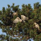 Viel los war heute, auf dem Nest-Baum der Graureiher...