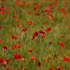 Viel mehr Mohn