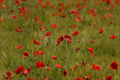 Viel mehr Mohn