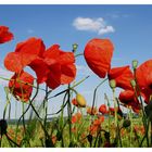 Viel Mohn