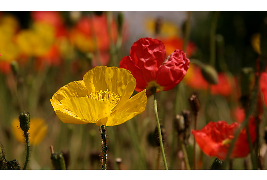 Viel Mohn