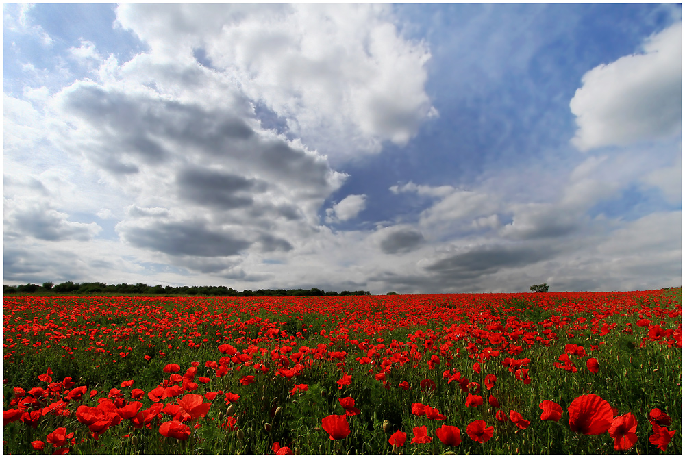 Viel Mohn und viel Himmel