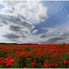 Viel Mohn und viel Himmel