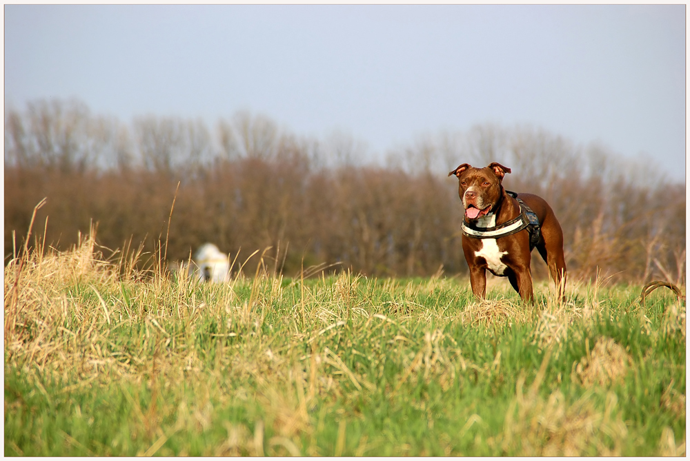 Viel Platz zum laufen...