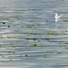 viel Platz zum Schwimmen