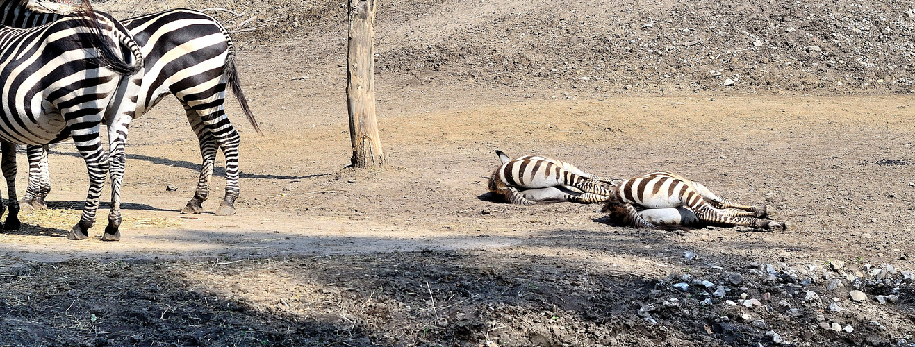 Viel Po im Zoo