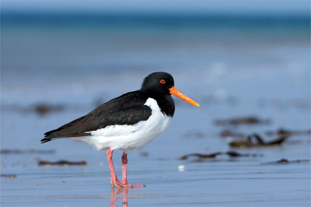 Viel Sand am Strand... und ein "Halligstorch"