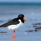 Viel Sand am Strand... und ein "Halligstorch"