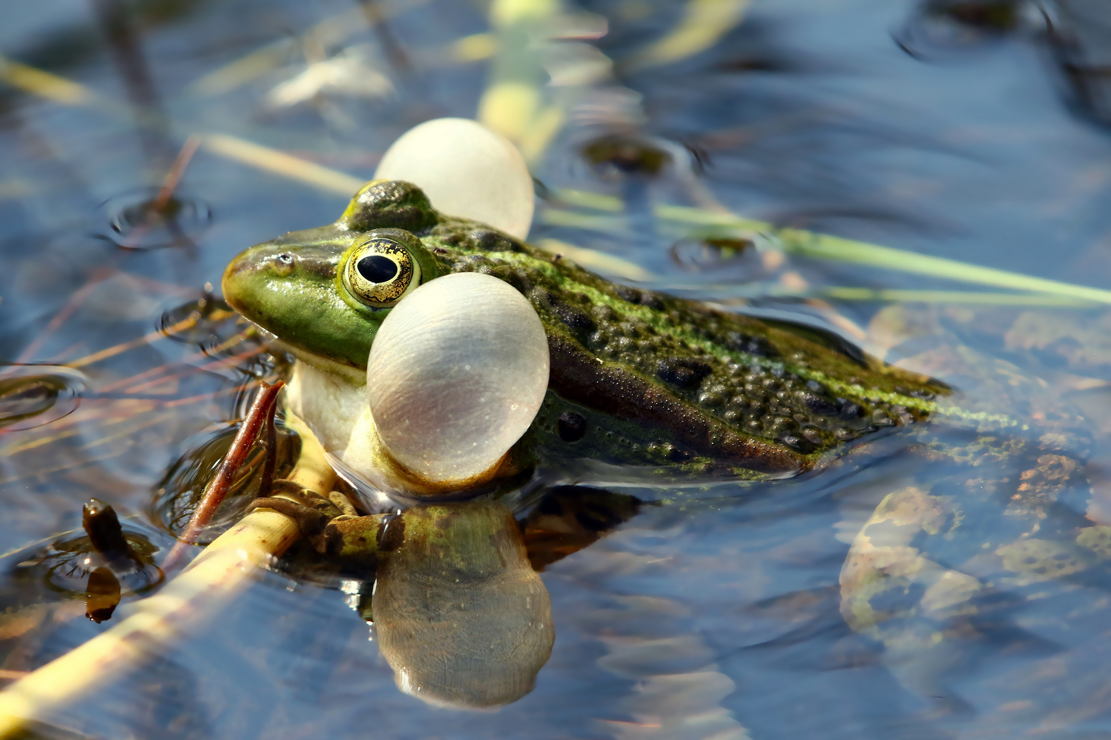Viel Schall.... Grünfrosch beim Quaken Foto & Bild teich, natur