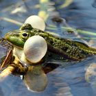 Viel Schall.... Grünfrosch beim Quaken