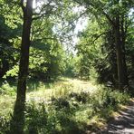 Viel Schatten und viel Licht auf dem Heimweg