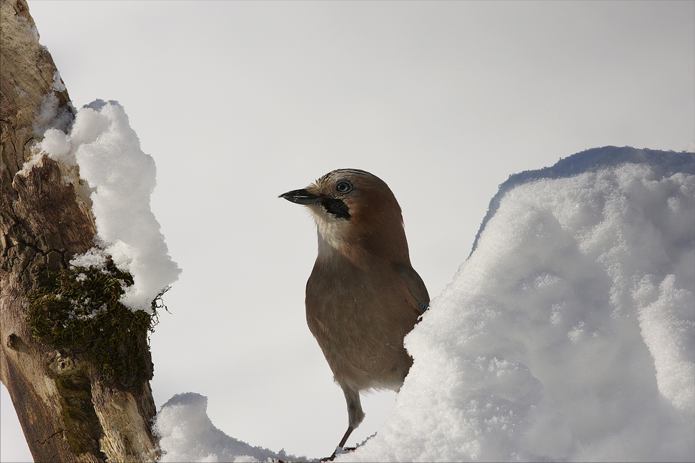 Viel Schnee