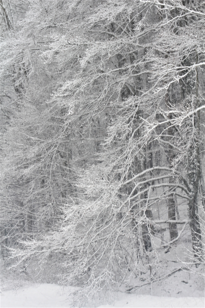 viel Schnee auf den hohen  Bäumen der schwäbischen Alb