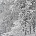 viel Schnee auf den hohen  Bäumen der schwäbischen Alb