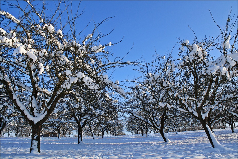 Viel Schnee bringt reiche Ernte...