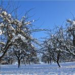 Viel Schnee bringt reiche Ernte...