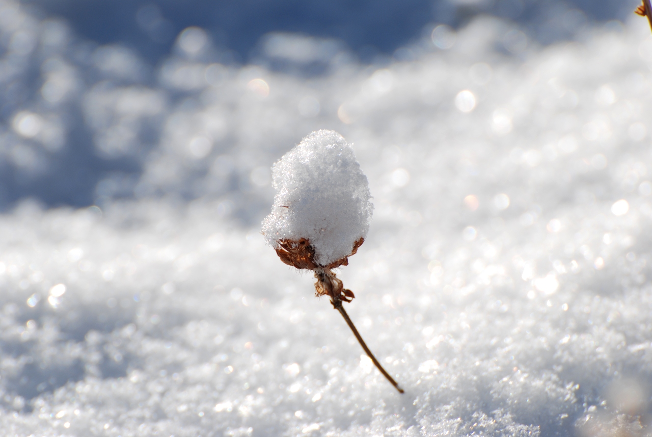 Viel Schnee gefallen