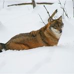 Viel Schnee im Bayerischen Wald...