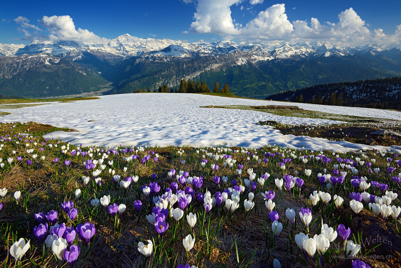 Viel Schnee im Krokusfeld