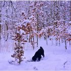 viel Schnee im Wald (mucha nieve en el bosque)
