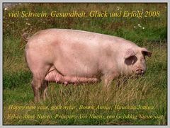 viel Schwein 2008