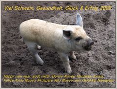 viel Schwein 2009