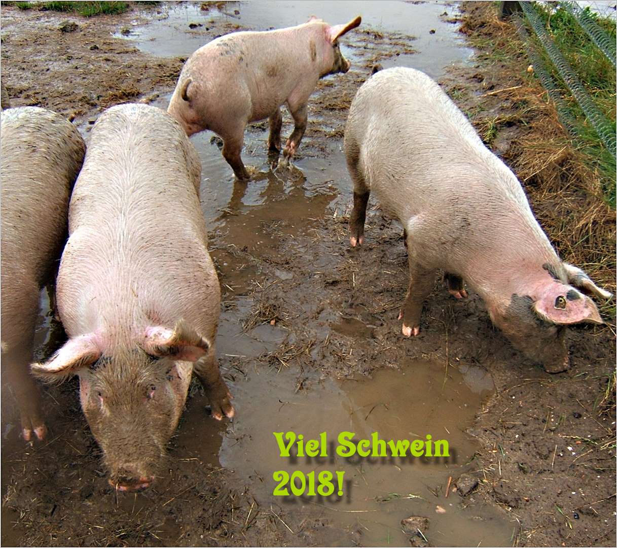 Viel Schwein