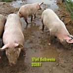 Viel Schwein