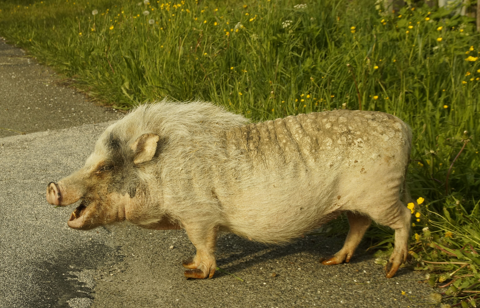 Viel Schwein für 2017!!!