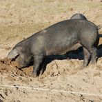 viel Schwein für Euch im neuen Jahr!