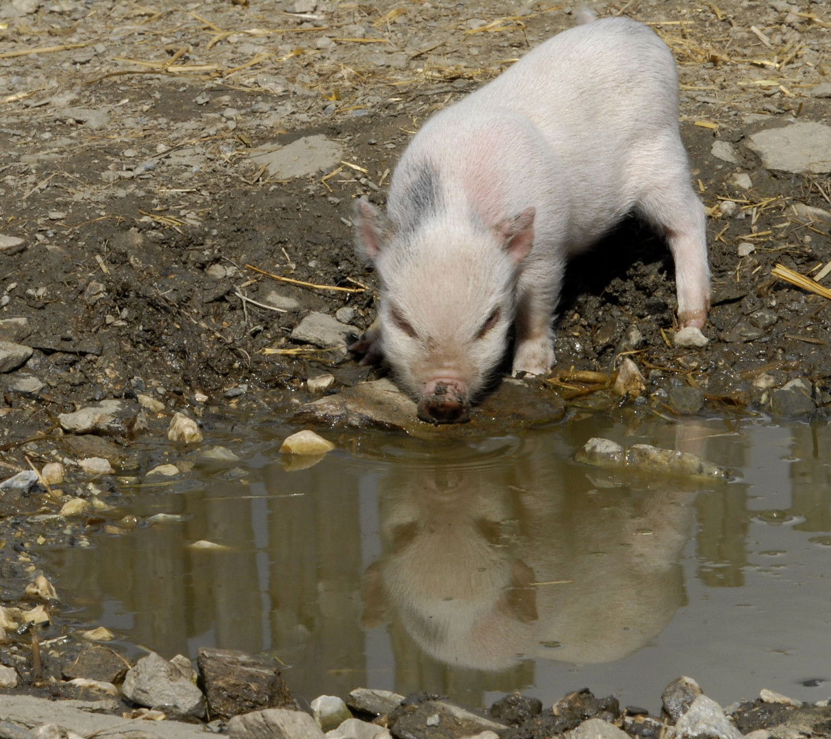 Viel Schwein, (Glück)