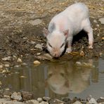 Viel Schwein, (Glück)